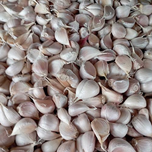 Bawang Putih Kating